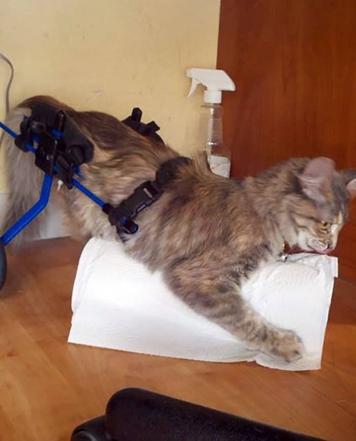 Cat playing with Paper Towel in Cat Wheelchair