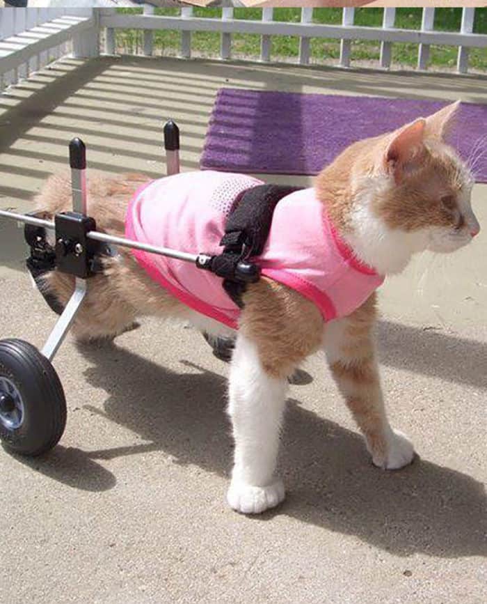 Cat enjoying her Cat Wheelchair by K9 Carts