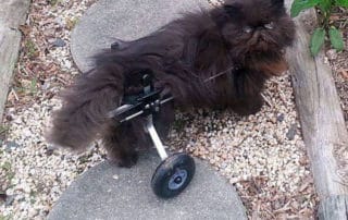 Cat in Cat Wheelchair by K9 Carts