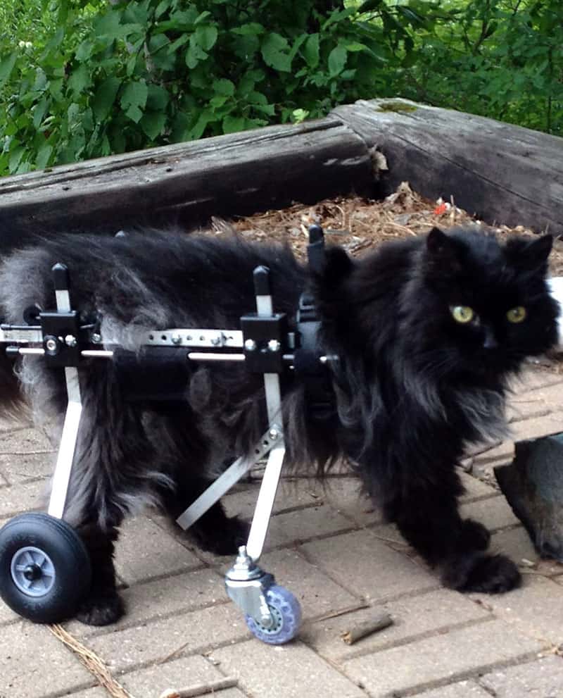 Black Cat in Fully Supportive Cat Wheelchair