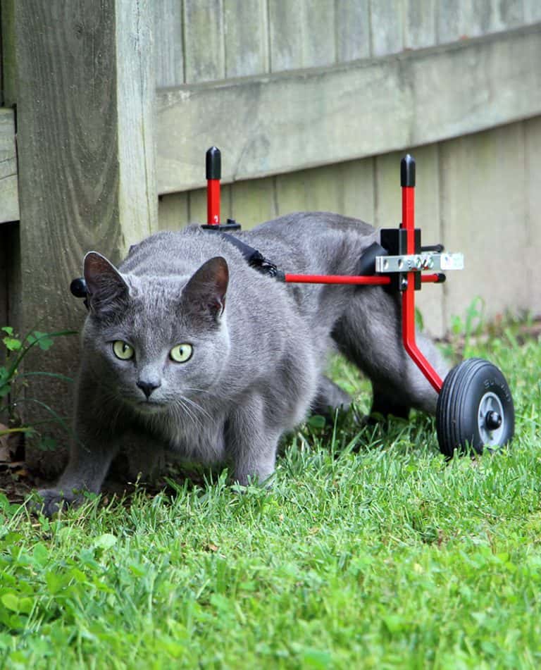 red wheelchair for cat