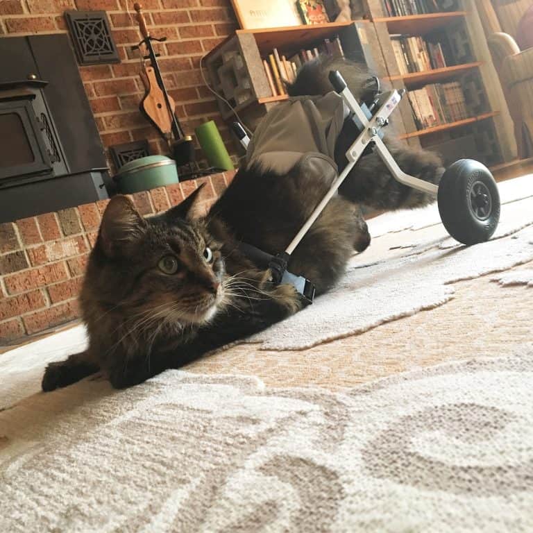 cat wheelchair for rear legs