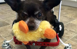 Chihuahua in a Full Support Dog Wheelchair by K9 Carts