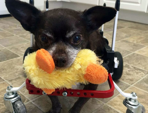 How Do Other Pets Get Along with Dogs in Wheelchairs?