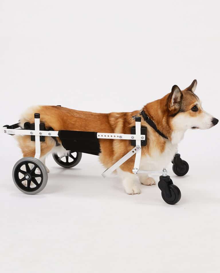 Corgi Medium Full Support Dog Wheelchair