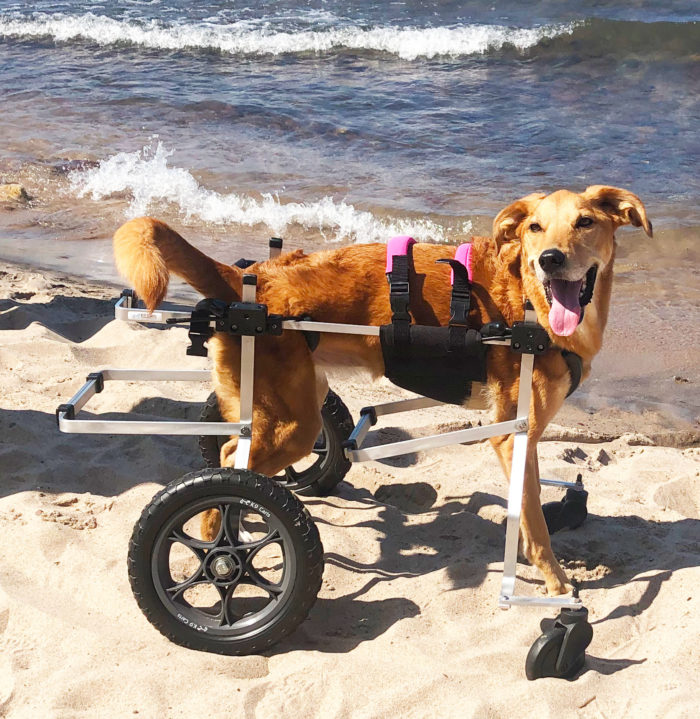 Dog Wheelchair Full Support on beach