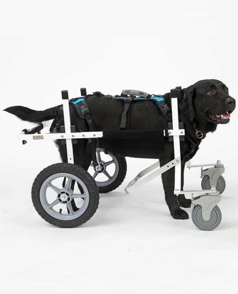 Lab Large Full Support Dog Wheelchair