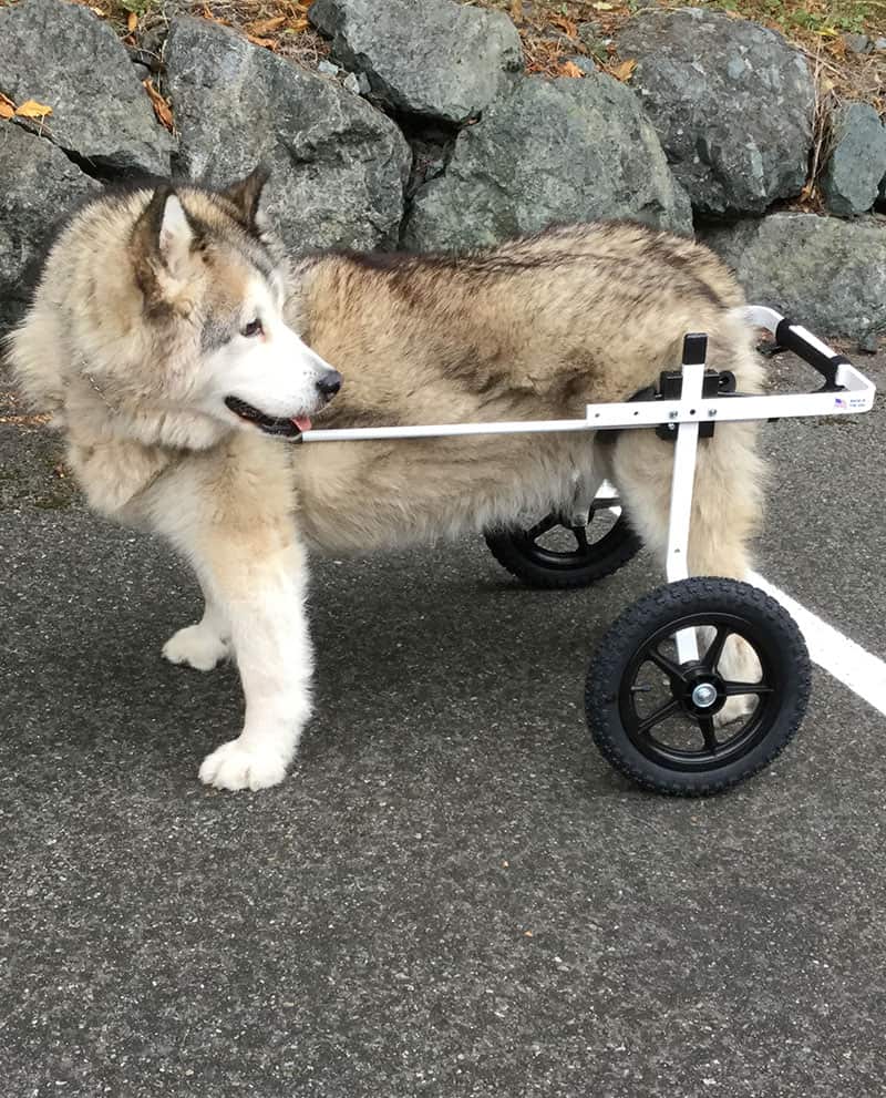 husky large dog wheelchair