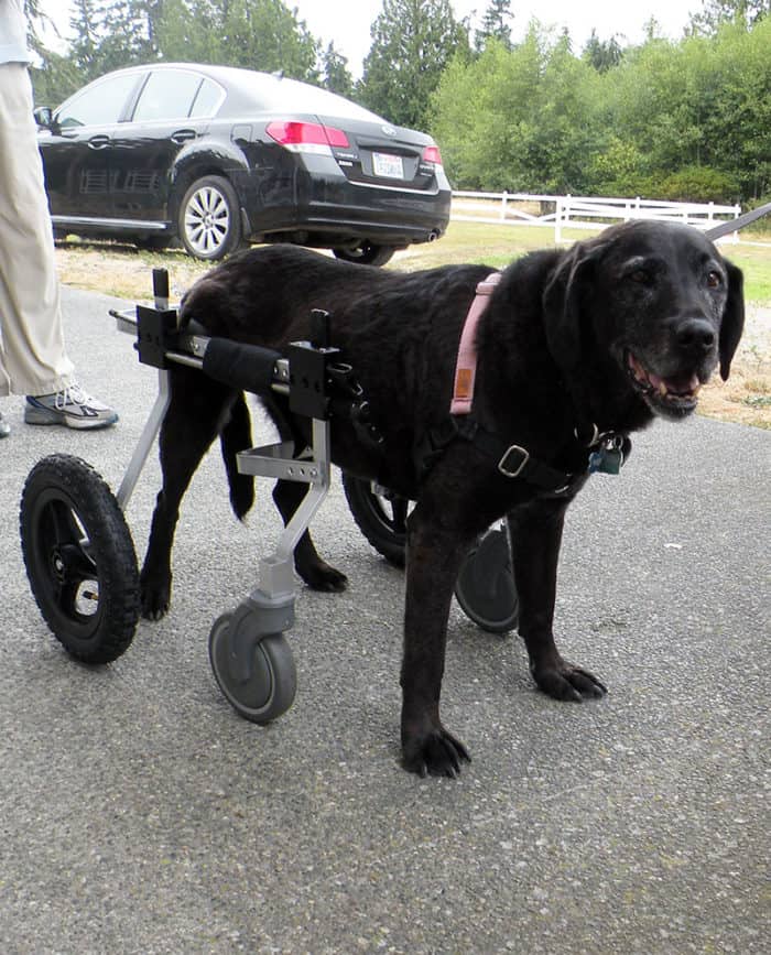 Black Lab in Fully Supportive Dog Wheelchair