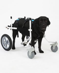 Full Support Dog Wheelchair Rental