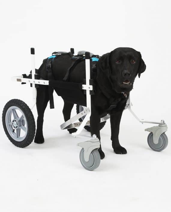 Large Full Support Dog Wheelchair