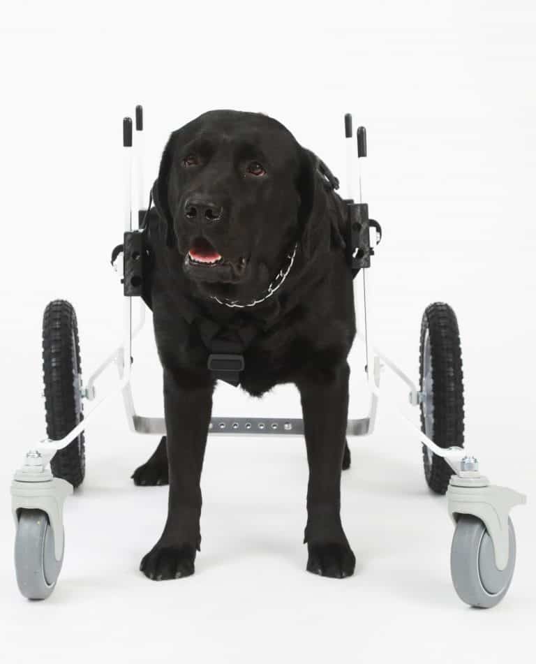 Lab Large Full Support Dog Wheelchair