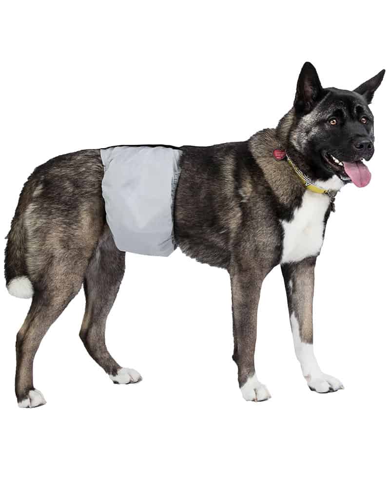 Diapers for Boy Dog 