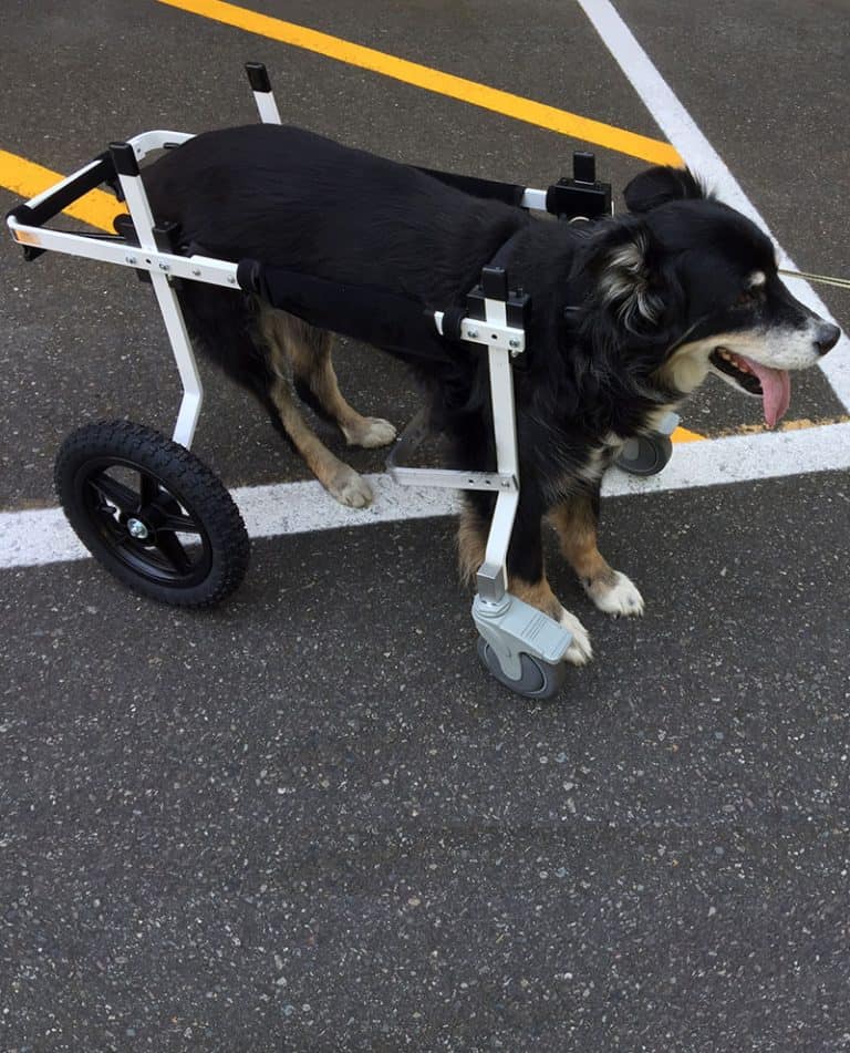 large full support dog wheelchair