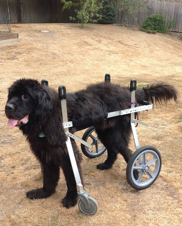 saint bernard xl full support dog wheelchair