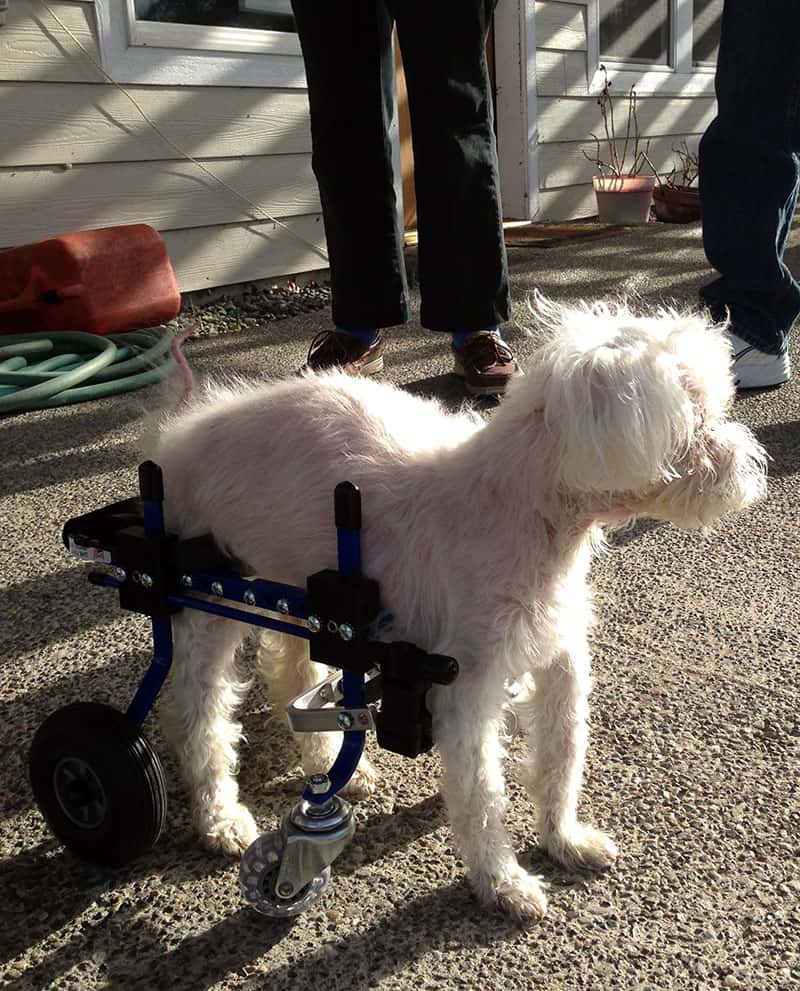 Dog trying out Fully Supportive Dog Wheelchair