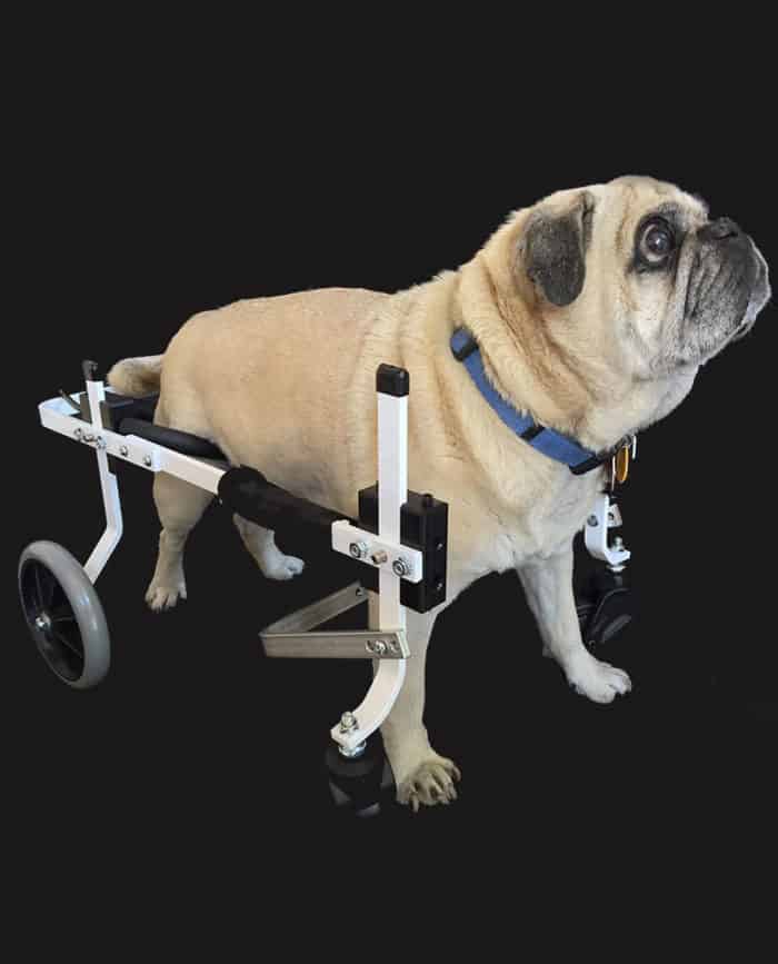 Pug in Fully Support Dog Wheelchair