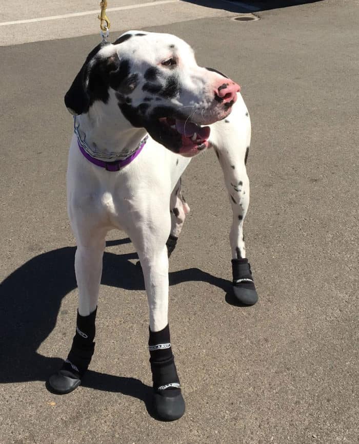 dalmatian Walkaboot protective dog boots
