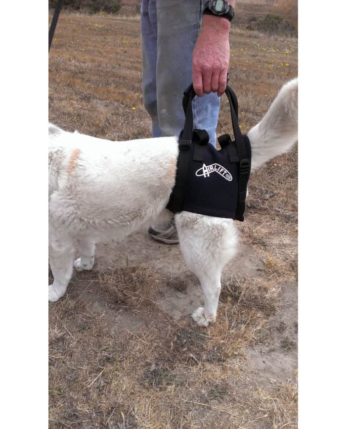 Walkabout Rear airlift dog harness