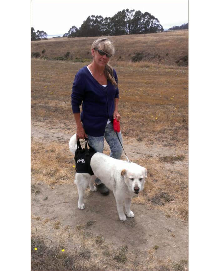 Dog on trail with Walkabout Rear airlift Harness