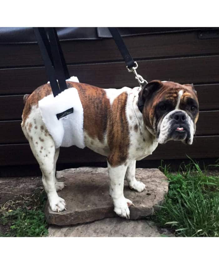 english bulldog walkabout hoistabout dog sling harness