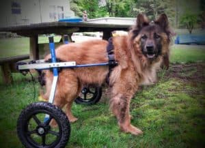 Lucy in her wheelchair