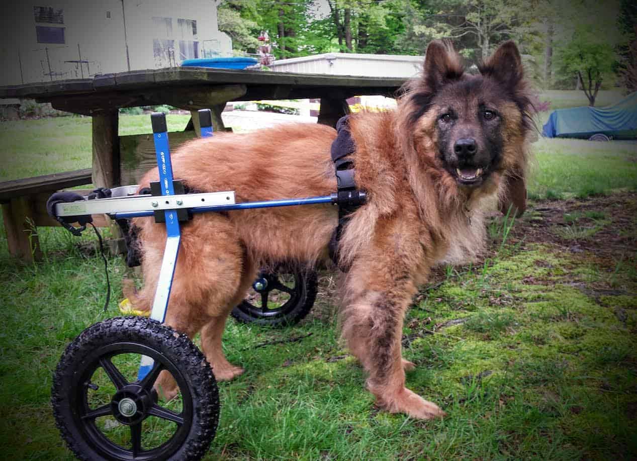 Belgium shepherd refurbished large dog wheelchair