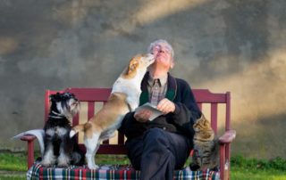 Man on Bench with Dogs and Cat