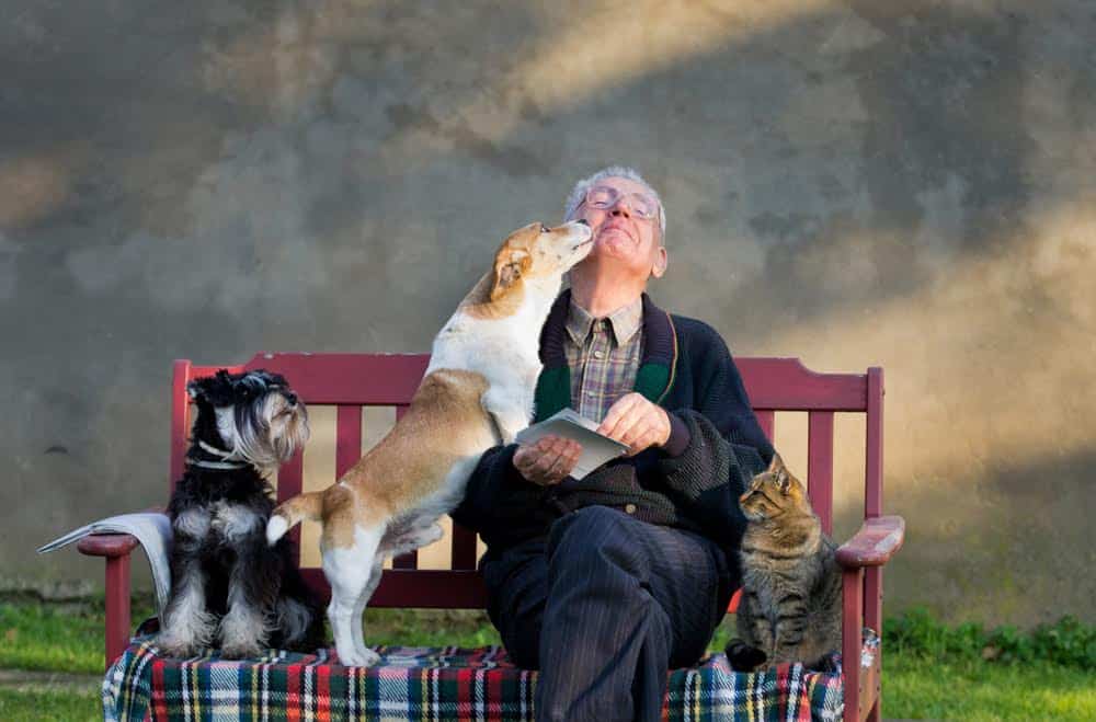 Man on Bench with Dogs and Cat
