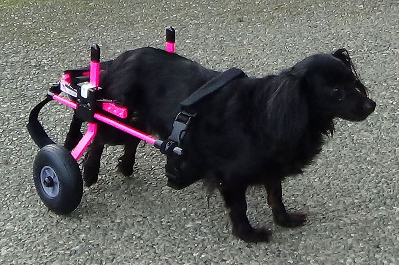 pink dachshund wheelchair