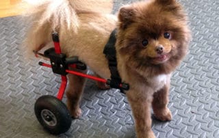Puppy red xs dog wheelchair