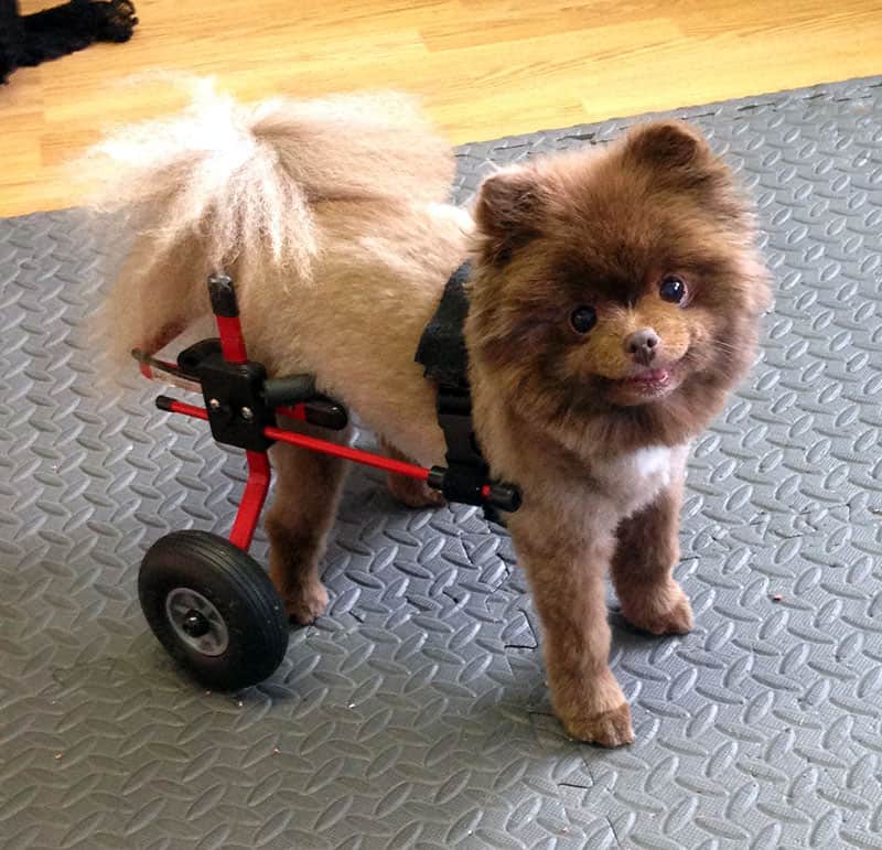 Puppy red xs dog wheelchair