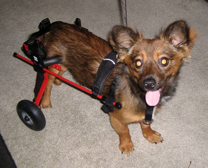 red xs dog wheelchair