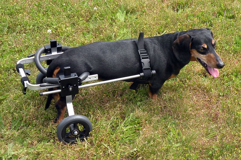 dachshund small dog wheelchair