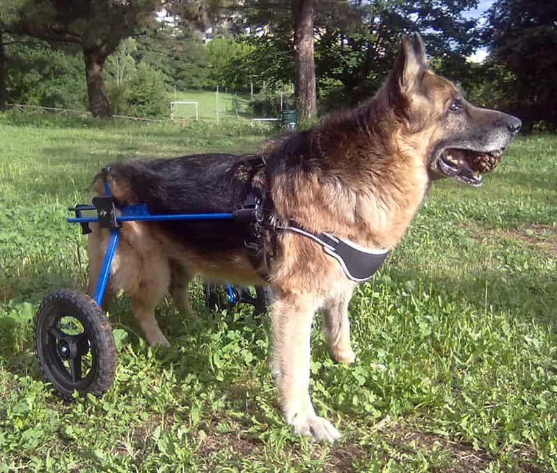 German Shepherd playing with ball in a K9 Cart dog wheelchair