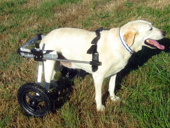 lab silver large dog wheelchair