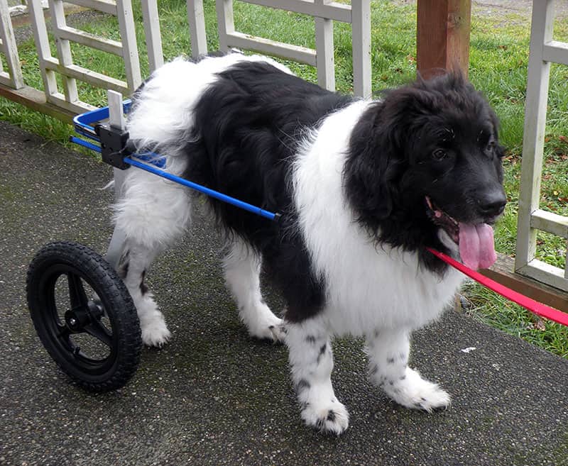 Newfoundland xl large dog wheelchair blue