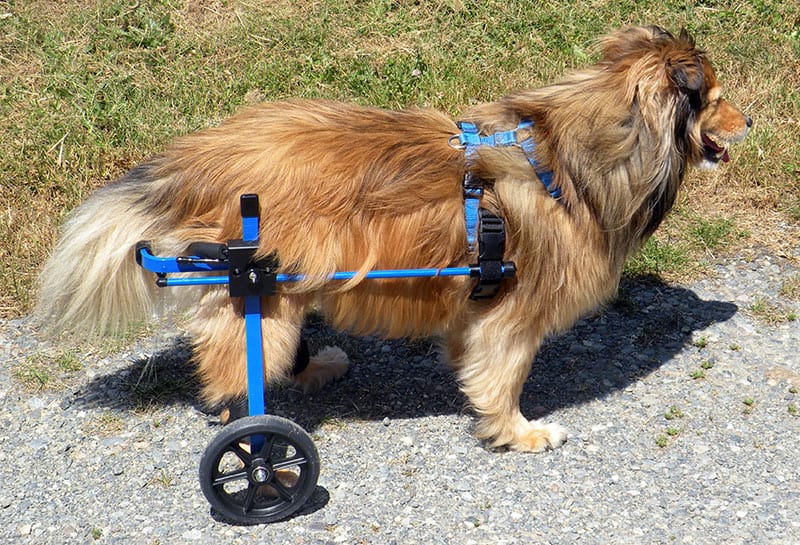 Sheltie dog wheelchair blue