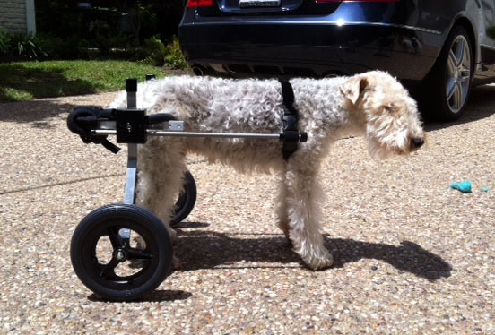 Schnauzer medium dog wheelchair