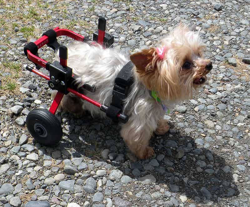 yorkie red xs dog wheelchair