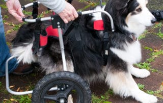 Dog in Doggon wheels dog Wheelchair