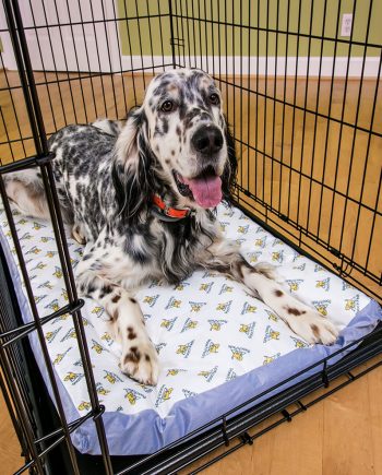large dog pooch pad crate and kennel pad absorbing