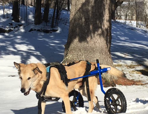 Which Dog Wheelchair Design Should I Choose?