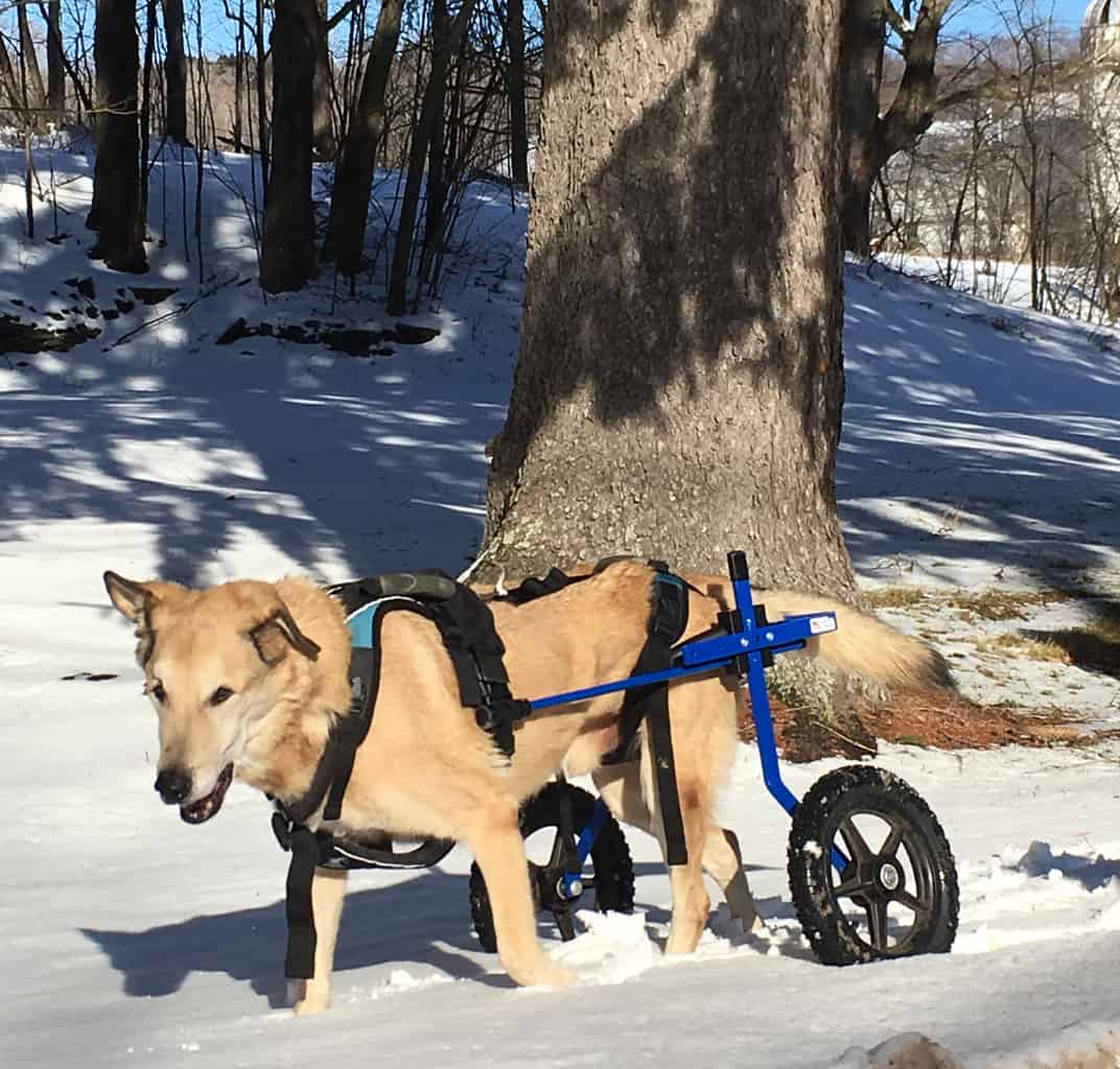 blue large dog wheelchair for snow