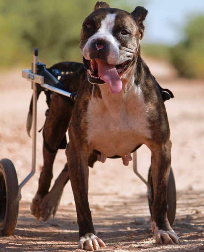 boxer dog wheelchair medium white