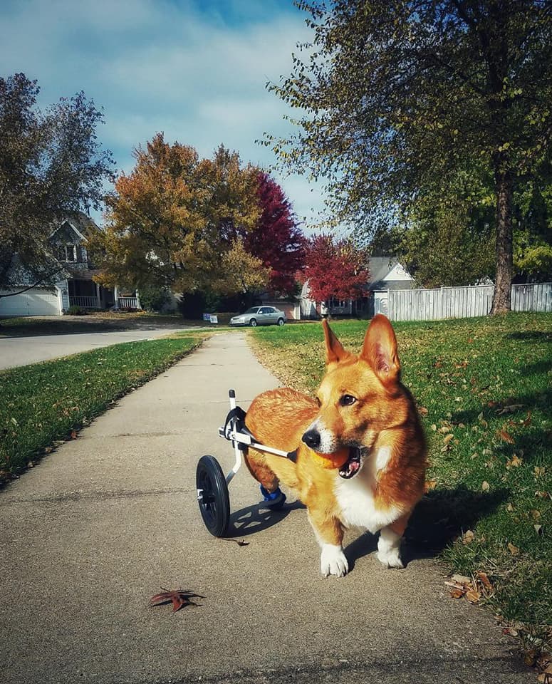 pembroke corgi medium dog wheelchair