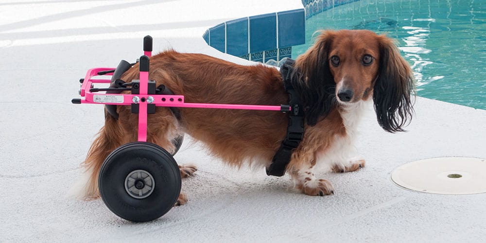 Rear Support Dog Pink Wheelchair