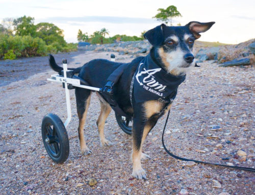 Can Pets Urinate or Defecate in the K9 Cart?