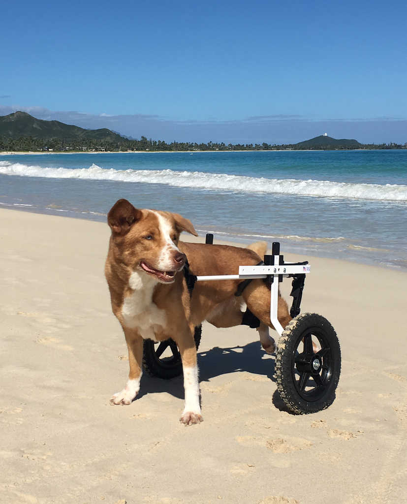 mix breed in medium rear support dog wheelchair