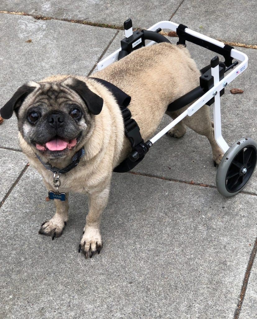 pug rear support dog wheelchair